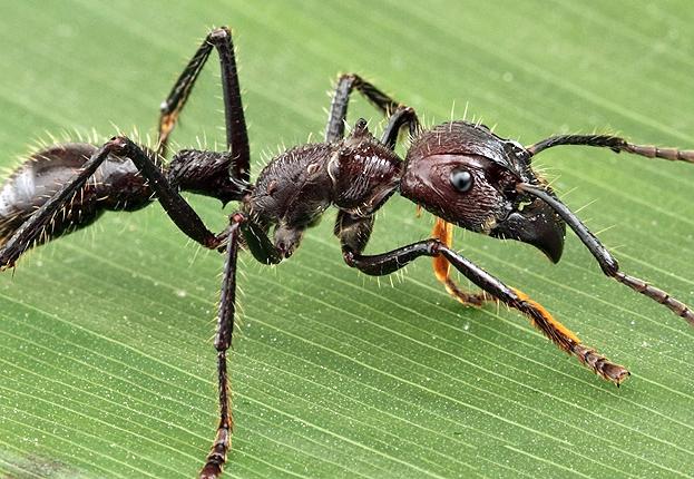 sengatan serangga semut paling menyakitkan